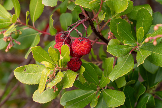 Strawberry tree with red berries in autumn