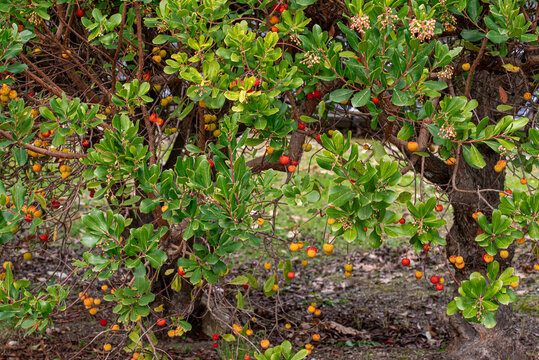 Strawberry tree with ripe fruit