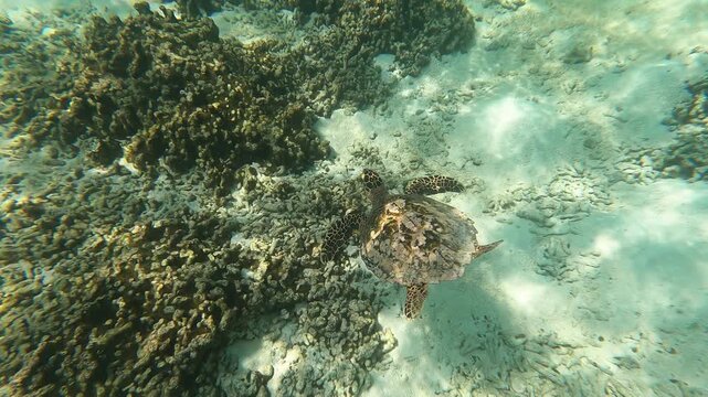 Dhigurah, Maldivas