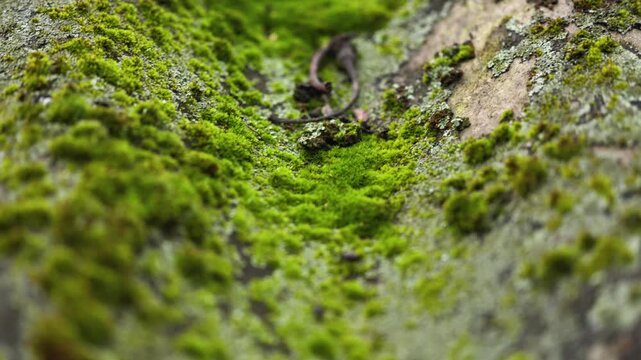 Sporophytes of Polytrichum moss Polytrichum commune close up. Shallow depth of field, suitable for backgrounds.