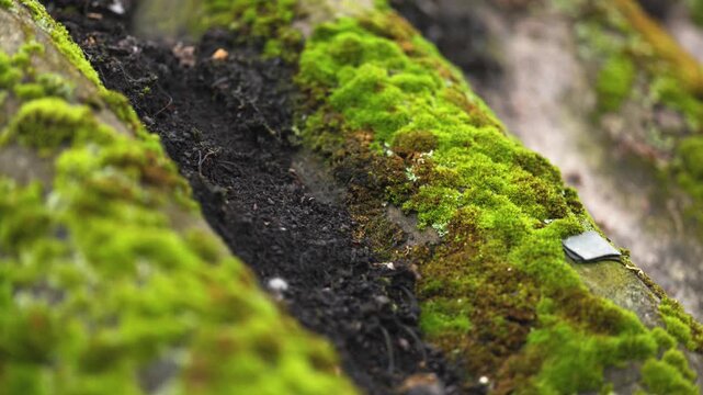 Sporophytes of Polytrichum moss Polytrichum commune close up. Shallow depth of field, suitable for backgrounds.