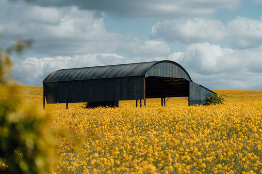 View of weathered barn structure emerging from a vibrant sea of yellow rapeseed flowers under a cloudy sky, creating a striking contrast, Blandford Forum, Dorset, United Kingdom.