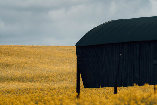 View of golden rapeseed fields meet the dark, curved silhouette of a barn, under a sky heavy with clouds, creating a striking contrast of rural beauty, Blandford Forum, Dorset, United Kingdom.