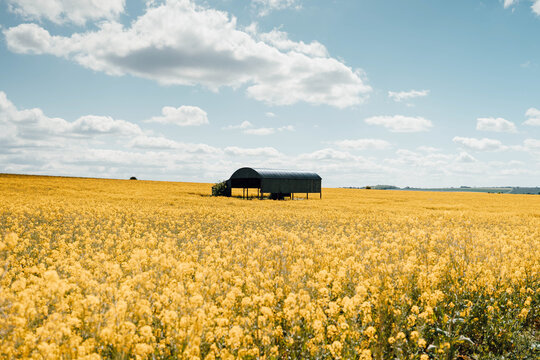 View of a dark structure standing amidst a vibrant yellow field of flowers under a vast blue sky dotted with fluffy white clouds, Blandford Forum, Dorset, United Kingdom.
