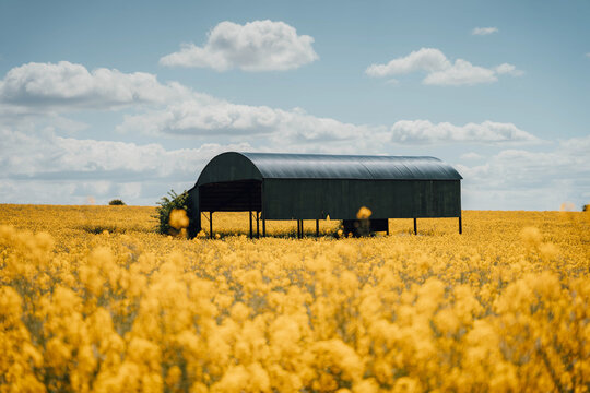 View of intense yellow field of flowers contrasts with a dark, arched structure under a bright sky dotted with fluffy clouds, Blandford Forum, Dorset, United Kingdom.