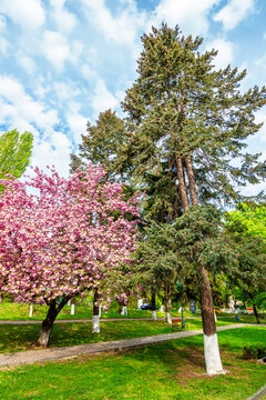 uzhhorod, ukraine - 26 apr 2015: area of the old city park with lantern near bench under japanese cherry tree in blossom. urban landscape in spring. scenery of tomas masaryk park on a sunny morning