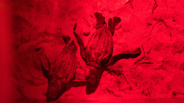 Leatherback turtle ( Dermochelys coriacea ) on a nesting beach in Indonesia