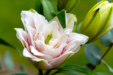 Weiße Lilienblüte © E. Schittenhelm