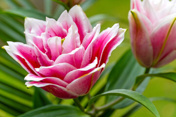 Weiße Lilienblüte © E. Schittenhelm