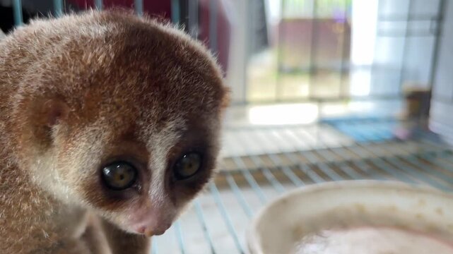 A nocturnal species of Bornean slow loris (Nycticebus borneanus) is taking a cricket to eat.
