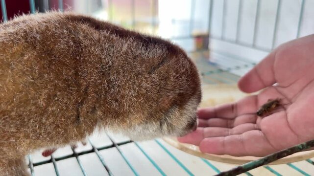 A nocturnal species of Bornean slow loris (Nycticebus borneanus) is taking a cricket to eat.