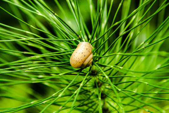 Schnecke auf Zinnkraut, Hausschnecke im Wald auf Schachtelhalm, Wildkr&auml;uter entdecken