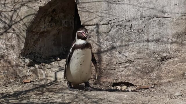Humboldt penguin, Spheniscus humboldti or Peruvian penguin