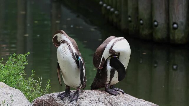 Humboldt penguin, Spheniscus humboldti or Peruvian penguin