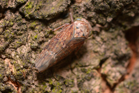 Acericerus vittifrons leafhopper resting on tree bark in natural habitat