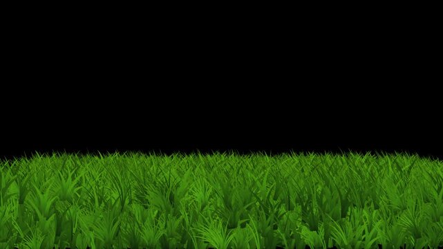 Grass field background animation. Lush green meadow surface with natural texture on dark background