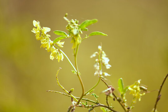 Sweet clover (Melilotus officinalis). Close-up of small yellow wildflowers blooming on a thin green stem in a sun-drenched meadow.