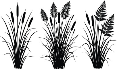 Black silhouette of cattails bulrush reeds marsh grass pampas and fern leaves on white background cad drawing flat vector illustration flavector. © Robiul