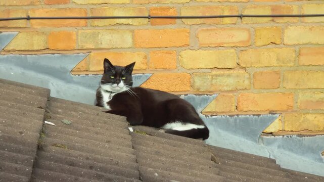 Black and white cat resting on rooftop near brick wall in urban residential setting. Domestic pet relaxing on house roof tiles with calm mood and outdoor lifestyle scene. Feline lounging in warm