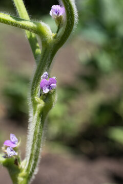 畑の紫の黒大豆の花
