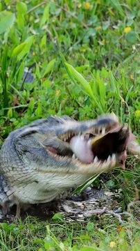 American alligator feeding on turtle on land, predation behavior with shell crushing