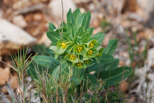 Planta Euphorbia serrata en el monte mediterr&aacute;neo, Bocairent, Espa&ntilde;a