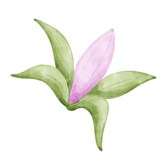 Obraz premium Pink bud watercolor