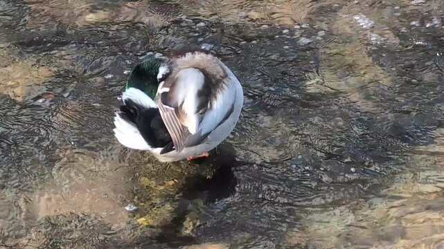 a duck washes itself in the river
