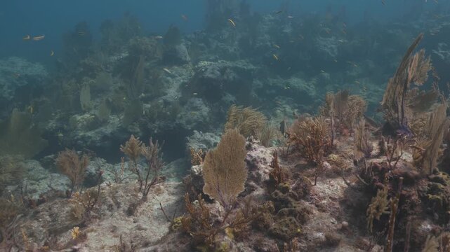Underwater coral reef ecosystem with tropical fish