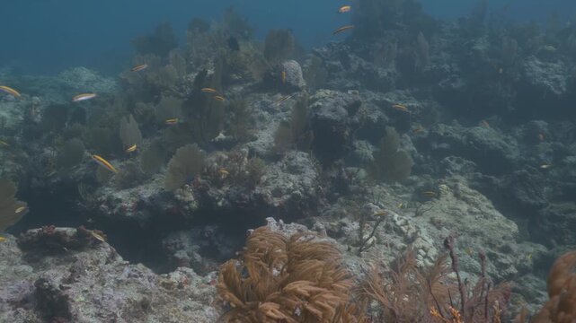 Underwater coral reef with tropical fish swimming