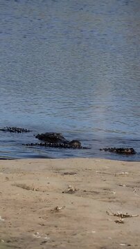 American alligator in shallow water with second alligator emerging from calm water behind, stealth behavior