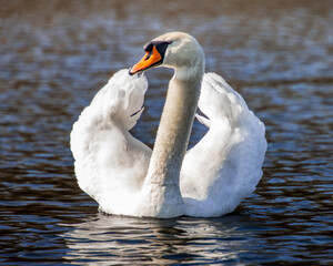 Łabędź  © Dariusz