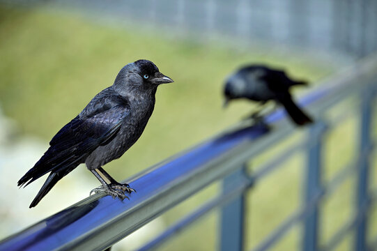 Two jackdaws on metal railing, one in focus and one blurred