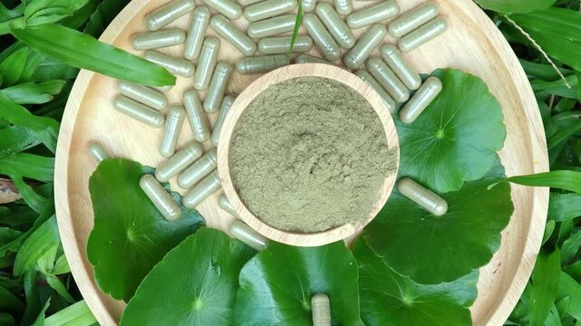 Herbal supplements centella asiatica capsules and powder with green leaves