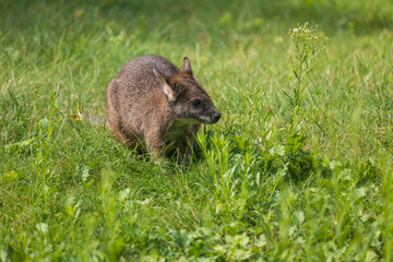 Parma Wallaby Macropus Parma © Artur Bogacki