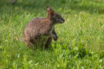 Parma Wallaby Macropus Parma © Artur Bogacki