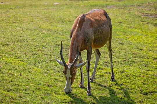 Blesbok Damaliscus Pygargus Phillipsi