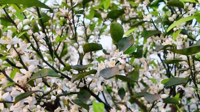 White Blossoms Covering Orange Tree in Bloom, Fresh Citrus Flowers in Spring Garden