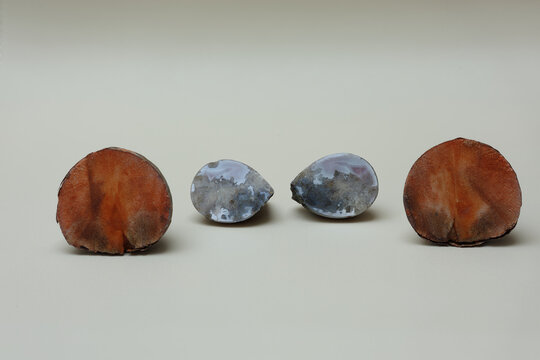 Still life with two pieces of cut and polished agate and two halves of cut avocado pit. Photo with great depth of field on light background.