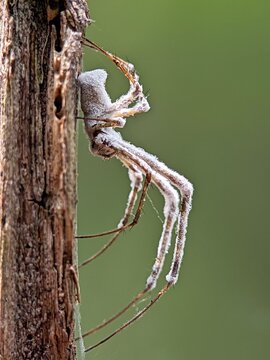 A dead spider infected and covered by white entomopathogenic fungus on a wooden branch, natural green background
