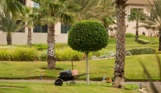 A single gardener, uses a step-ladder to perform some topiary to trim a bush in to a bulb shape in the lush gardens, on a bright, warm, sunny day in Taghazout, Morocco