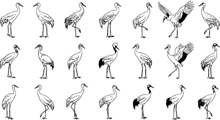 Naklejka premium Crane Compilation: Diverse Ink Illustrations of Elegant Birds in Various Poses
