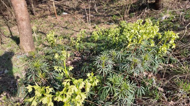 Stinking hellebore blooming in natural forest environment, green helleborus foetidus flowers against forest floor and tree trunks, early spring woodland vegetation in sunlight, wild nature, spring tim