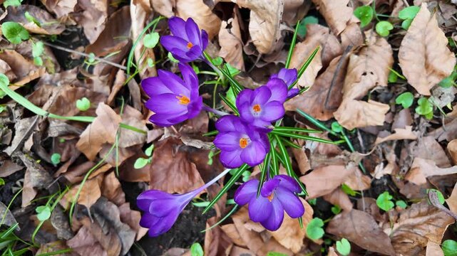Purple crocus flowers blooming in spring among dry brown leaves, first spring flowers in garden, close-up of crocuses with orange pistils, natural forest landscape, awakening nature and spring sun