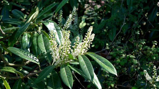 White flowers of a flowering cherry laurel tree with lush green leaves close up