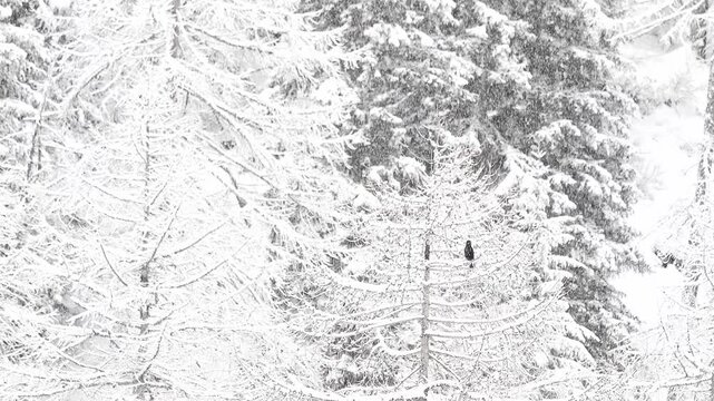 Under snowflakes, the carrion crow (Corvus corone)