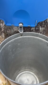 Close-up of Maple Tree Tap Dripping Sap into Metal Bucket