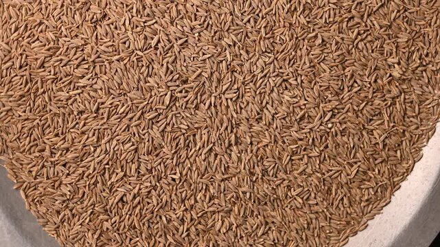 Top View of Cumin Seeds (Jeera) &ndash; Texture and Culinary Footage