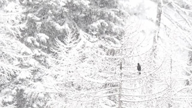 Wrapped in snow, the carrion crow perched on larch (Corvus corone)