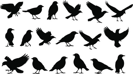 Obraz premium Wild bird silhouette shape set